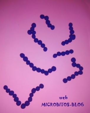 estreptococos, Gram(+) agrupados en cadenas